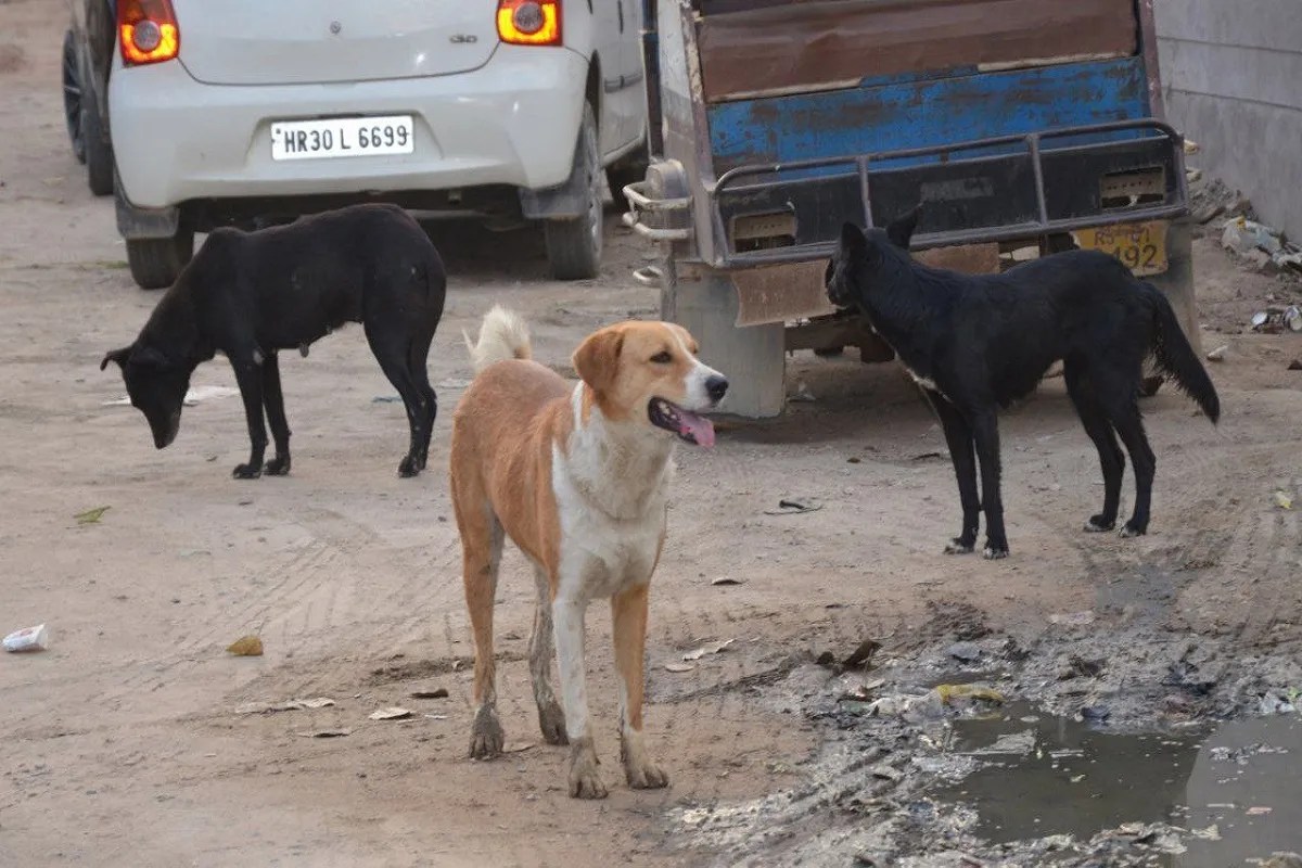 हाईकोर्ट का आदेश: आवारा कुत्तों को पकड़ने में बाधा डालने वालों पर हो एफआइआर