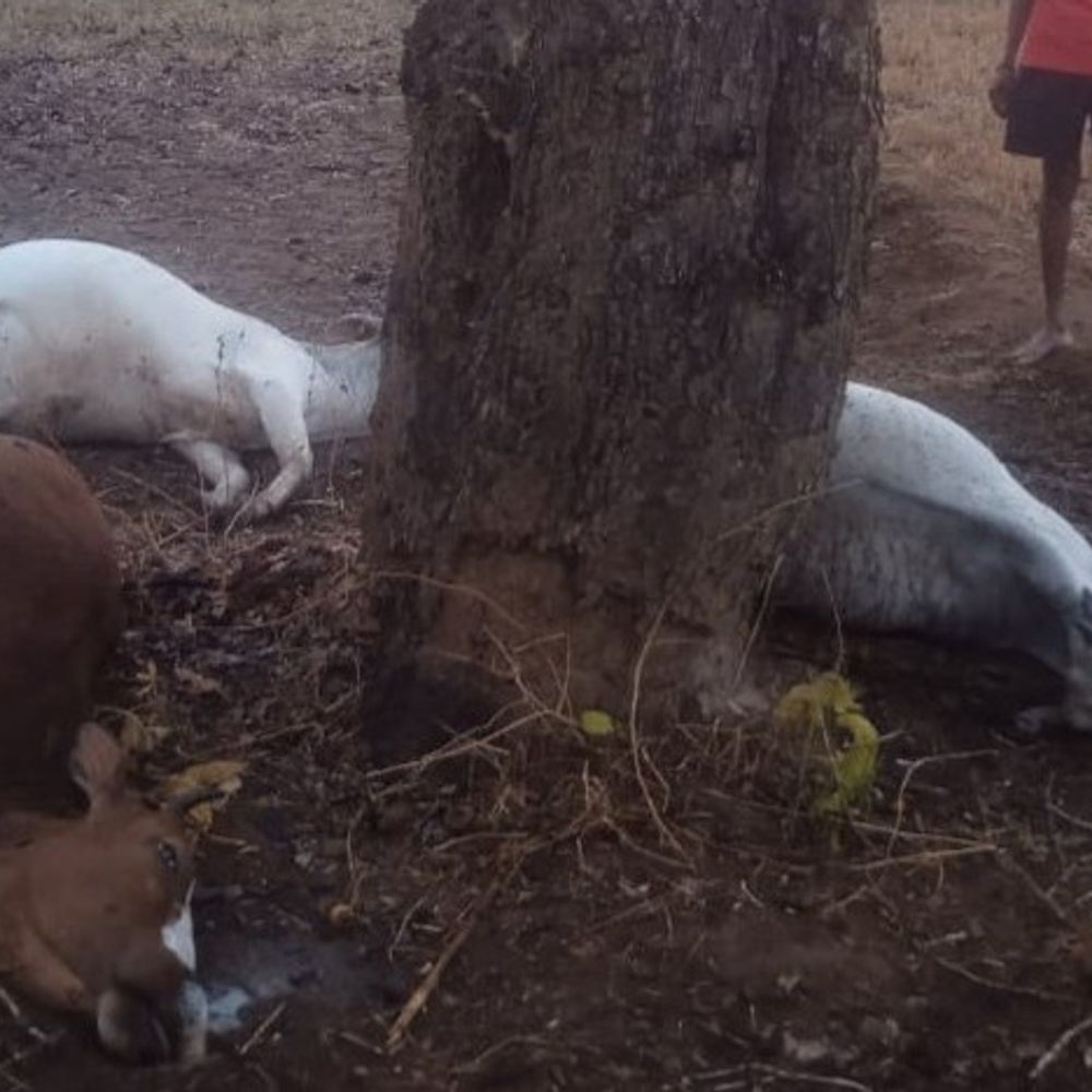 कोंडागांव में आकाशीय बिजली गिरी:बेमौसम बारिश-आंधी के बीच तीन मवेशियों की मौत