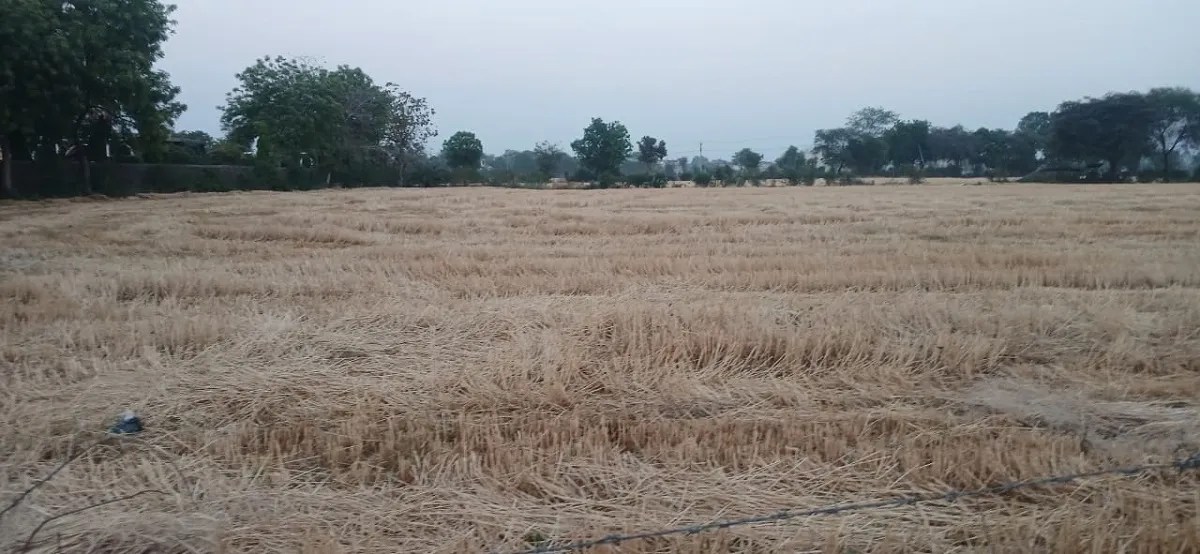 मजबूरी, सख्ती और समाधान के बीच नरवाई की आग में जूझता किसान