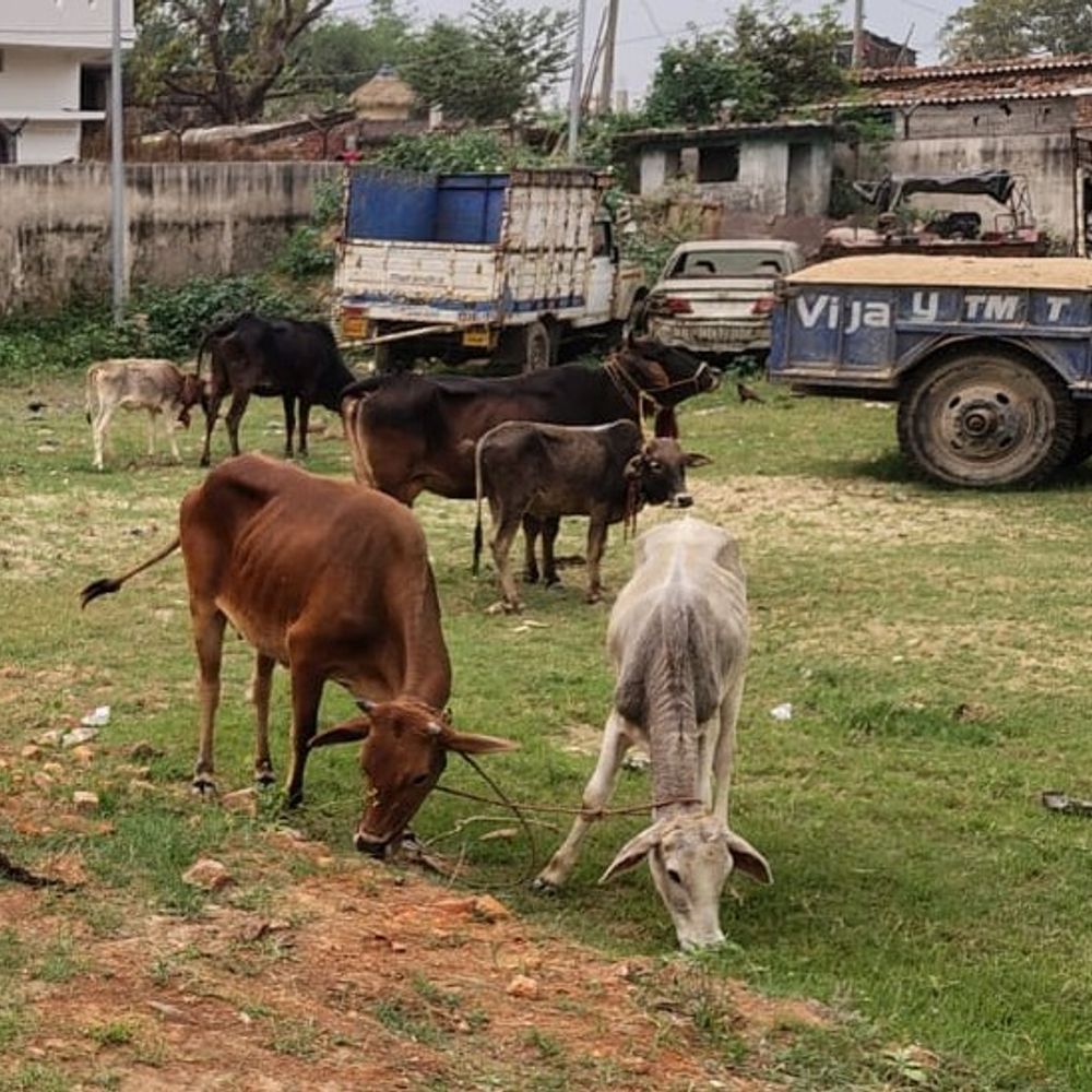 तस्करों से बरामद मवेशियों को पुलिस ने थाने से बेचा:बेतिया में SP ने जांच के आदेश दिए, संलिप्त लोगों पर होगी कार्रवाई