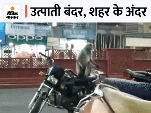 बंदरों के बढ़ते आतंक पर हाइकोर्ट ने दिए सख्त आदेश:जिलाधिकारी की अध्यक्षता में बने निगरानी समिति, जरूरत पड़ी तो मारने की भी अनुमति