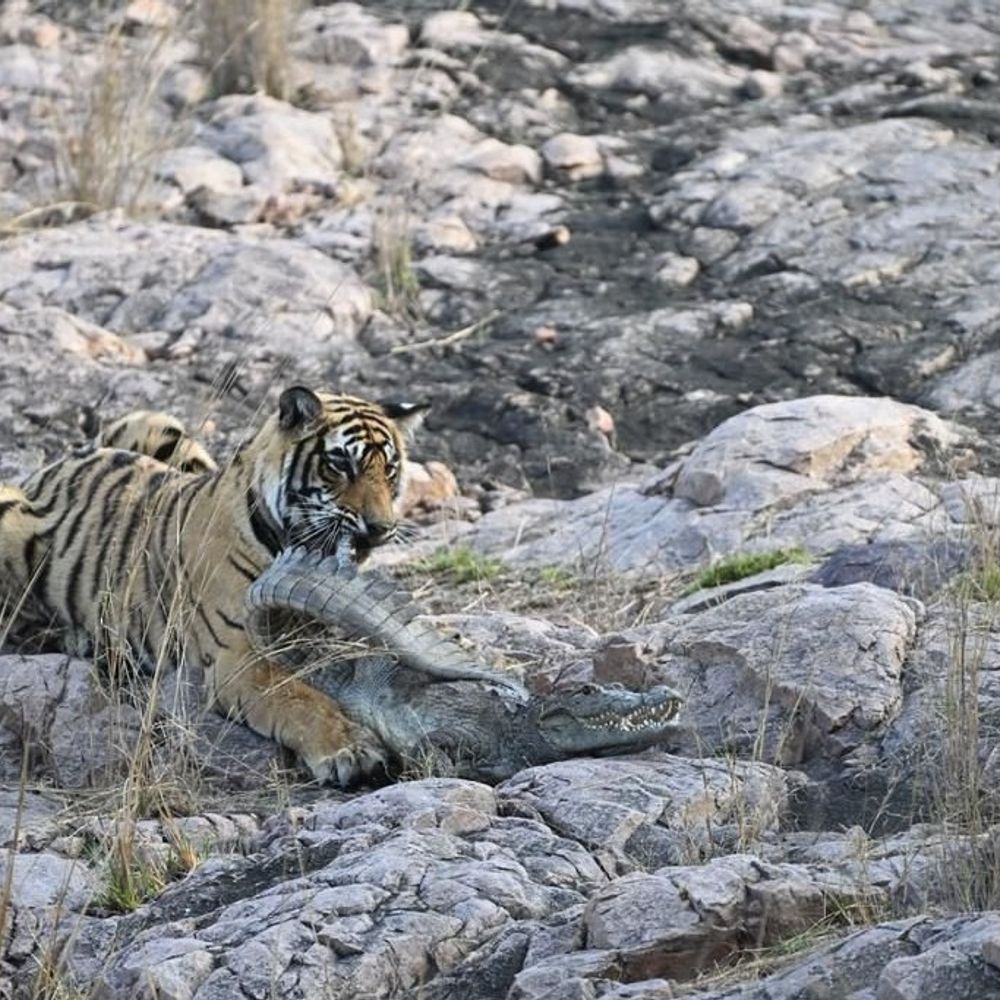 बाघिन मछली के बाद बाघिन शक्ति ने मगरमच्छ का शिकार:जोन नंबर चार के जामुन दस पर किया मगरमच्छ का किया