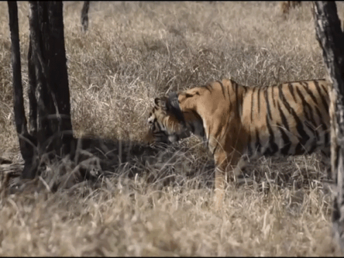 राजस्थान के जंगल में 15 साल बाद फिर लौटी तकनीक:रेडियो कॉलर हटाने के बाद गायब हो गई थी बाघिन; अब टाइगर को पहनाया