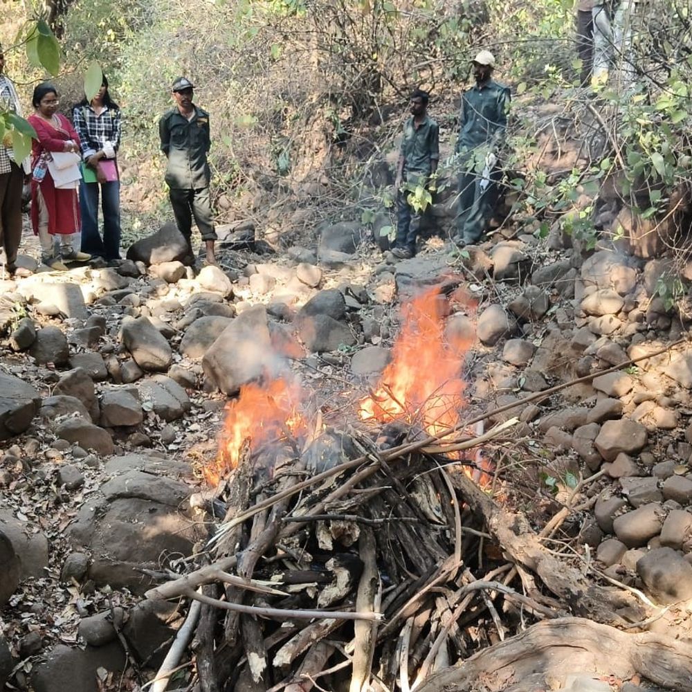 बाघ के शिकारी अपने बयान से पलटे:बोले- यूरिया से नहीं, बिजली करंट से मारा, खेत में अफीम बचाने बिछाए थे तार