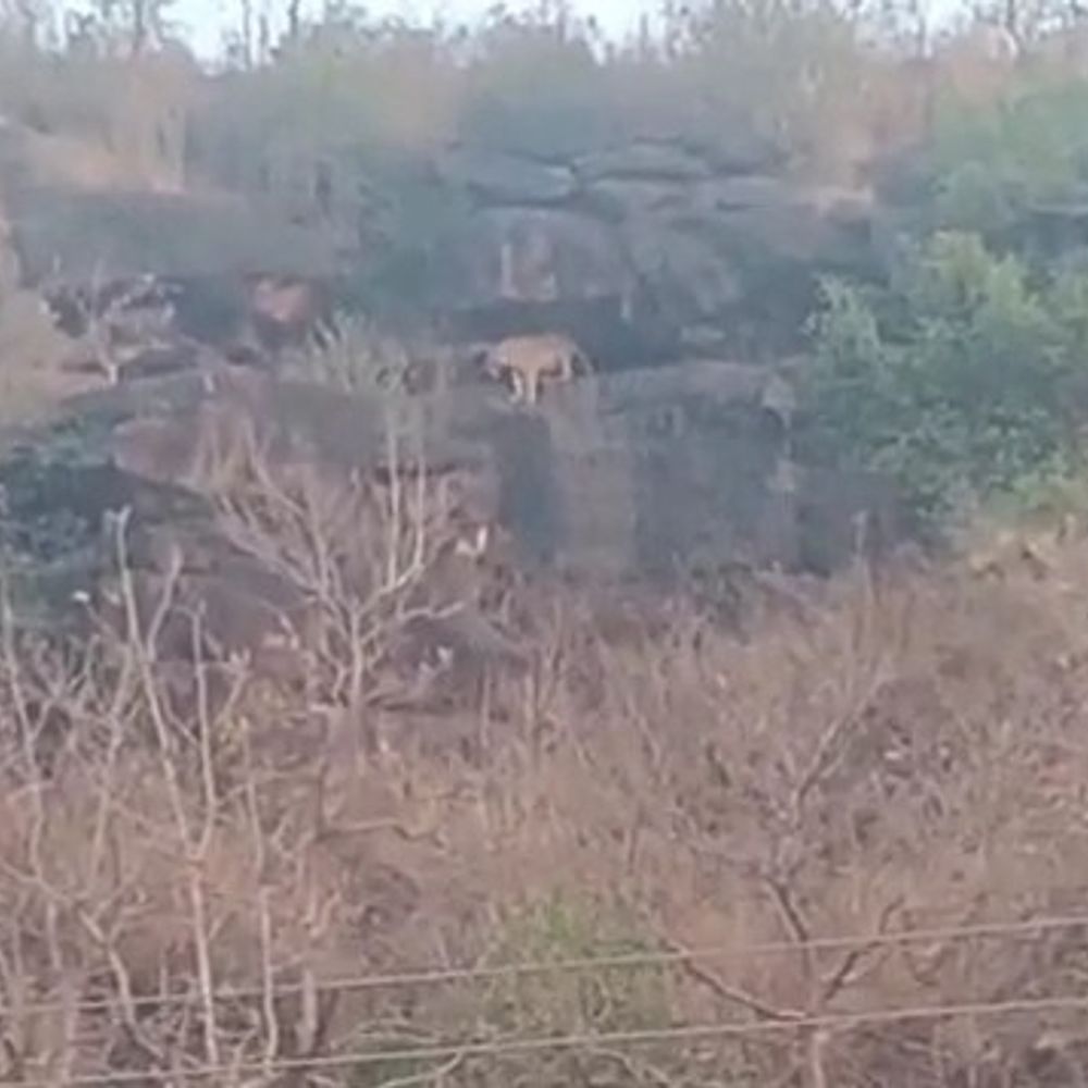 रायसेन के कयामपुर में फिर दिखा बाघ:दो दिन पहले किया था गाय का शिकार, गांव के लोग डर से नहीं जा रहे बाहर