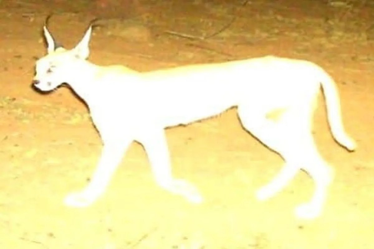 धौलपुर करौली टाइगर रिजर्व में दिखा दुर्लभ जीव सियाहगोस