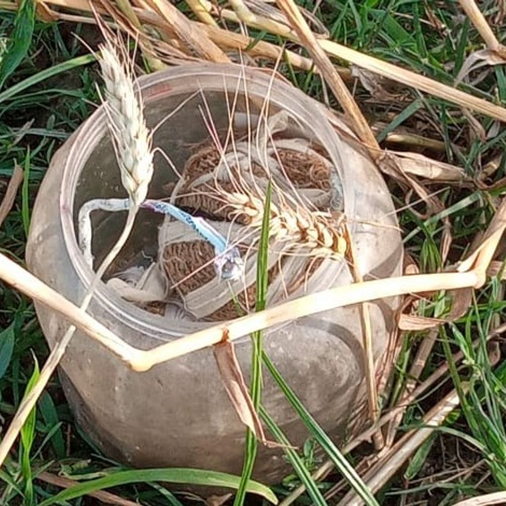 नालंदा के हरनौत में बम मिलने से सनसनी:पुलिस ने पूरे इलाके को घेरे में लिया, गेहूं के खेत में रखे डिब्बे में थे विस्फोटक