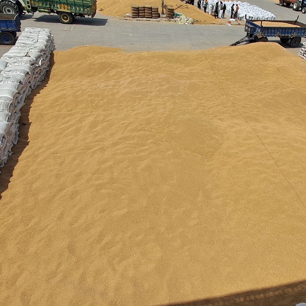 समालखा में बारदानों की कमी से खुले में पड़ा गेहूं:बारिश का खतरा, मंडी में अनाज खराब होने का डर, व्यवस्था पर उठे सवाल