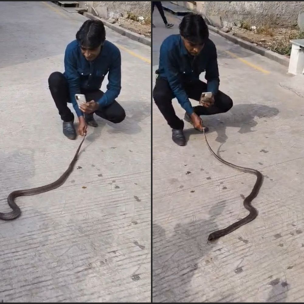 मल्हारगढ़ में 6 फीट जहरीला इंडियन कोबरा घुसा:सर्पमित्र ने एक घंटे में रेस्क्यू किया, जंगल छोड़ा