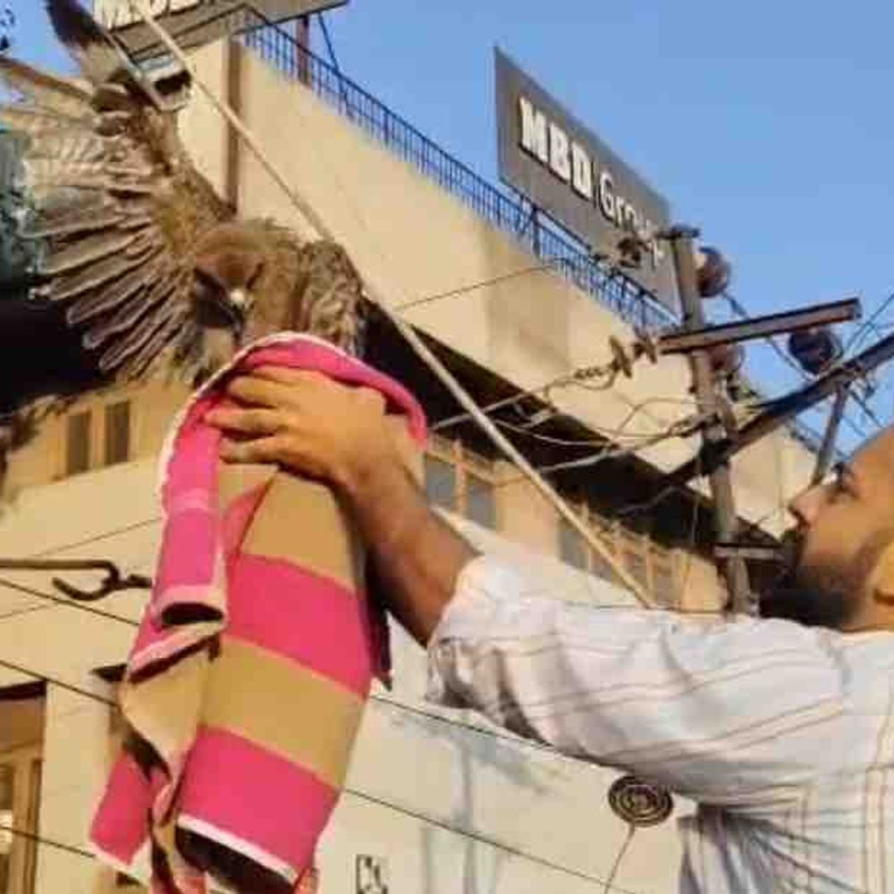 जालंधर में चाइना डोर में फंसा बेजुबान बाज:फायर ब्रिगेड के मशक्कत के बाद सुरक्षित बचाकर फिर से आसमान में उड़ाया