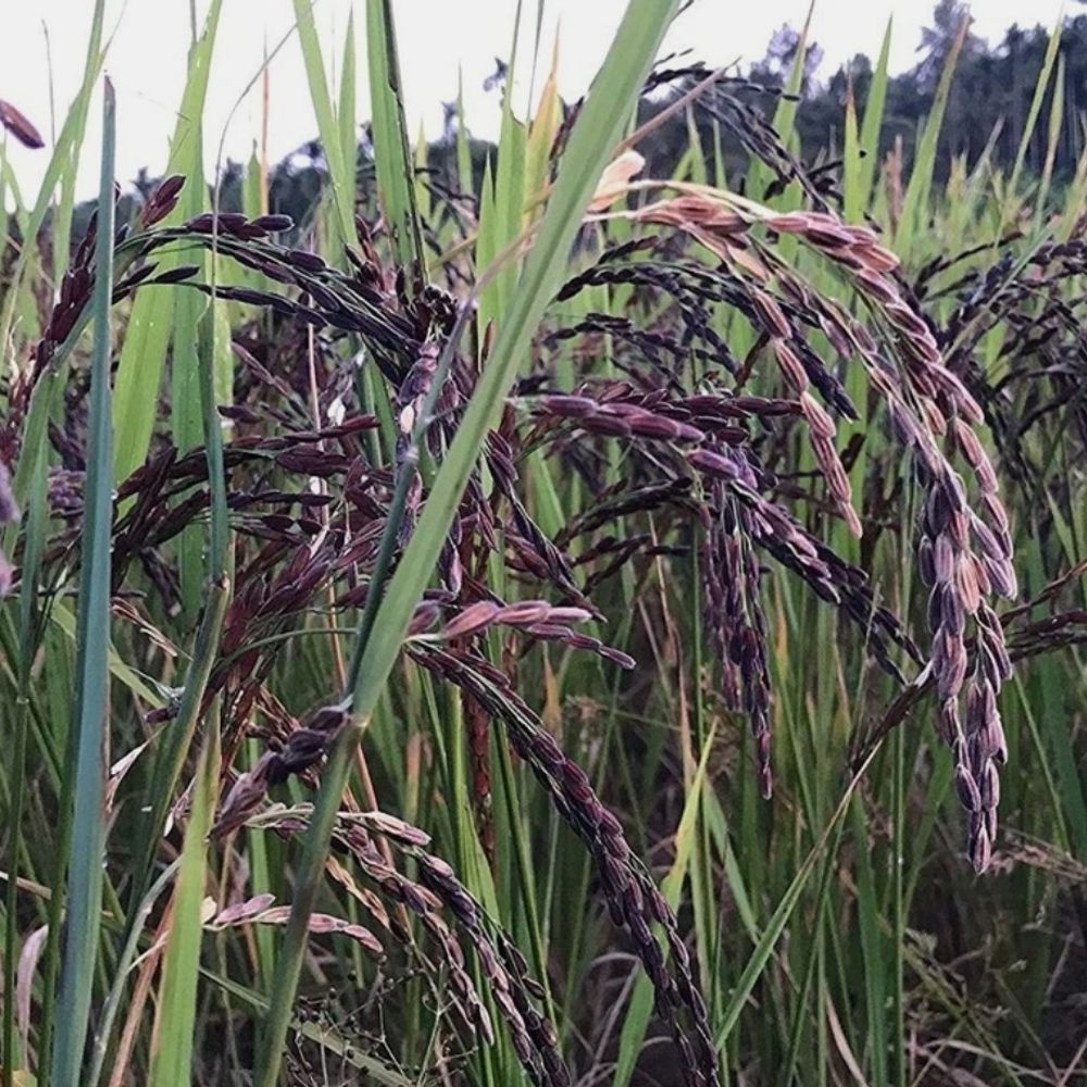 कालानमक चावल से सिद्धार्थनगर के युवाओं को मिलेगा रोजगार:ओडीओपी योजना के तहत 40 उद्यमियों को मिलेगा मौका