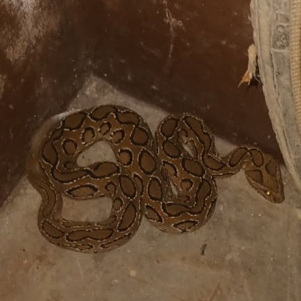 बोकारो में घर में घुसा जहरीला रसेल वाइपर:सर्प मित्र ने सुरक्षित रेस्क्यू कर टाला बड़ा हादसा, घने जंगल में छोड़ा गया