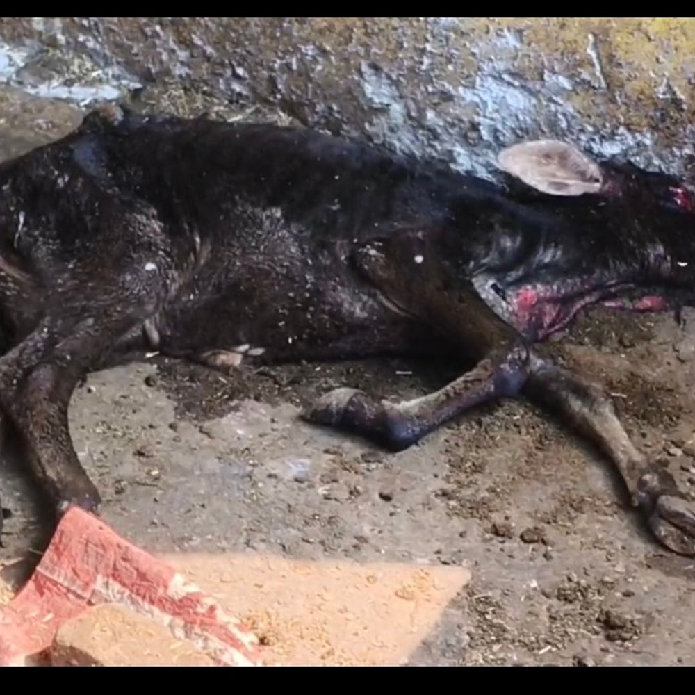 महराजगंज गौआश्रय स्थल में एक गाय की मौत:दर्जनभर गायें बीमार, चारे-पानी का अभाव; DM मे जांच के आदेश दिए