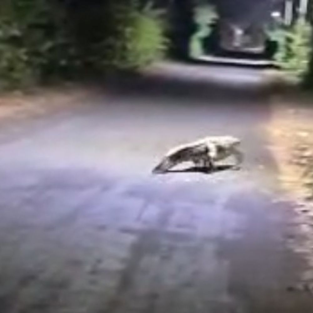 खमरिया आयुध निर्माणी में सड़क पर दिखा मगरमच्छ:रात में गश्त कर रहे कर्मचारियों के सामने आया, फिर जाली में फंसा