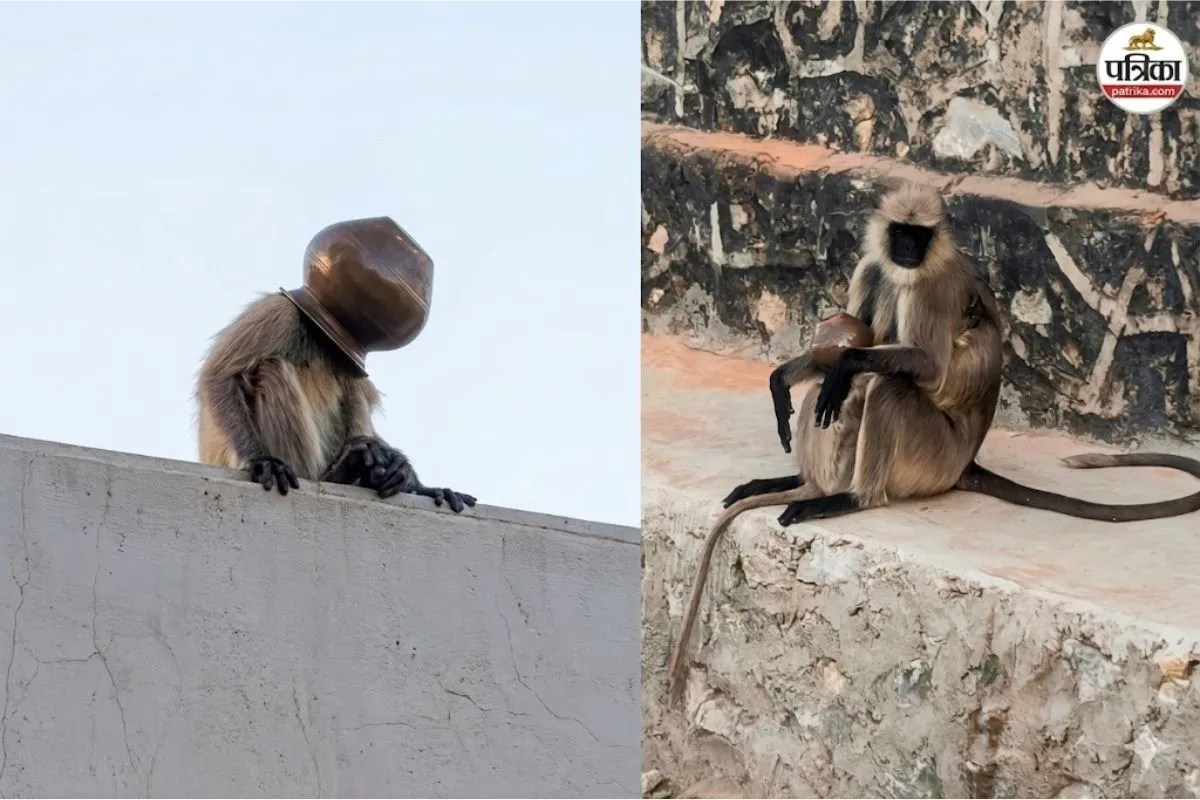 बंदर के बच्चे का सिर तांबे के लोटे में फंसा, तलाश में जुटी नगर पालिका और वन विभाग की टीम