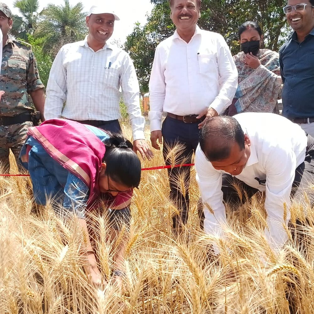 शेखपुरा में गेहूं की क्रॉप कटिंग शुरू:ADM ने पैदावार का जायजा लेने खेत का दौरा किया