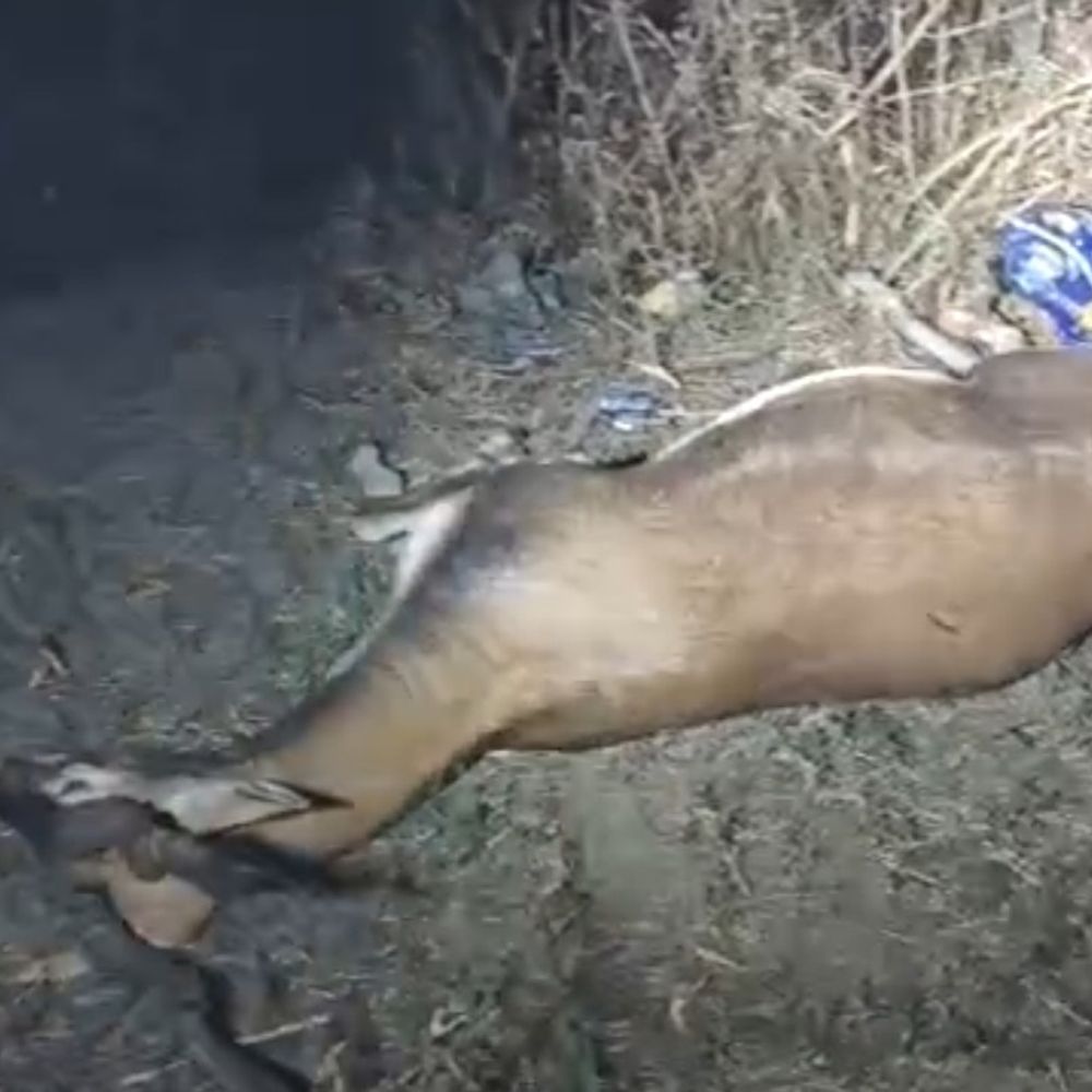 सिवनी में अज्ञात वाहन की टक्कर से हिरण की मौत:सड़क पार करते समय हादसे की आशंका, कान्हीवाड़ा मार्ग पर पड़ा था शव