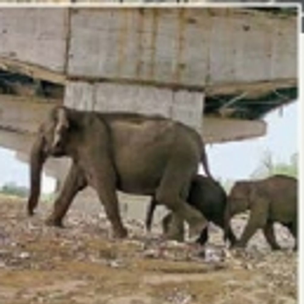 अनोखा ग्रीन कॉरिडोर; 14 अप्रैल को प्रधानमंत्री करेंगे उद्घाटन:210 किमी लंबा दिल्ली-देहरादून एक्सप्रेसवे, 100 की रफ्तार से दौड़ेंगे वाहन, जानवर र​हेंगे सुरक्षित