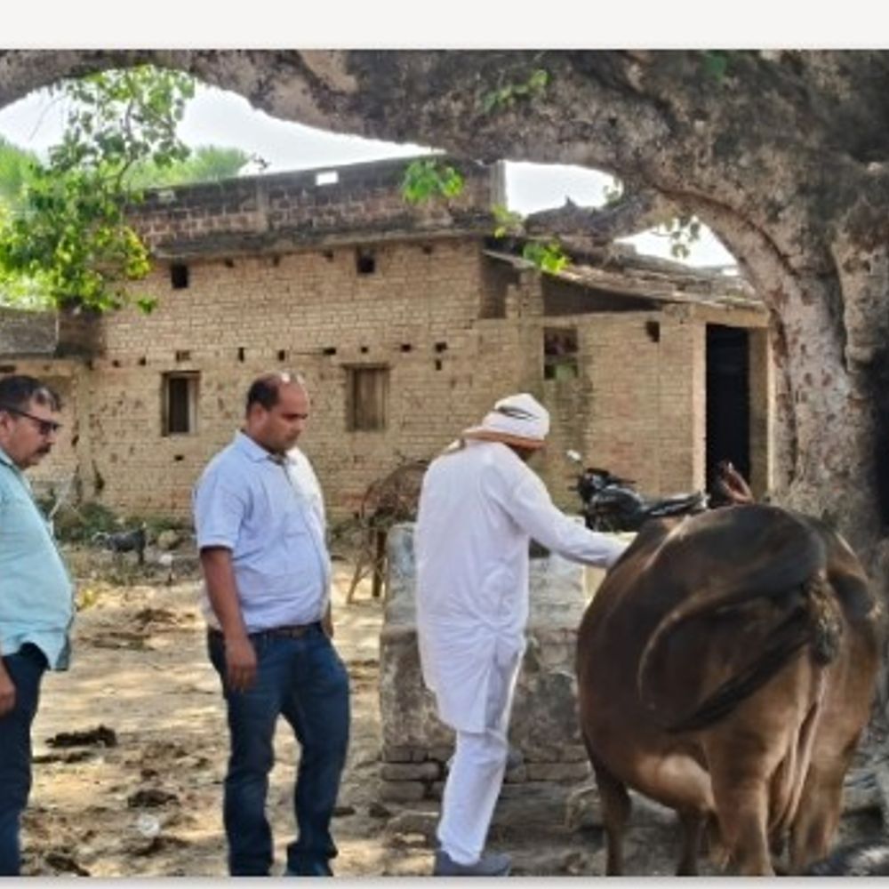 मिठापुर में पशु चिकित्सा शिविर आयोजित:पशुओं की जांच की गई, डॉक्टर ने बेहतर पशुपालन के टिप्स दिए