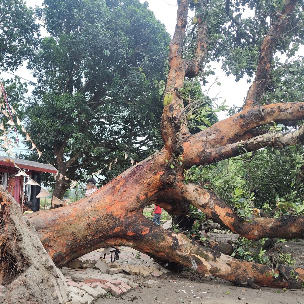 किशनगंज में 100KM/घंटे की रफ्तार से चली आंधी:पेड़ उखड़े-बिजली ठप, फसलों को नुकसान; किसानों ने की मुआवजे की मांग