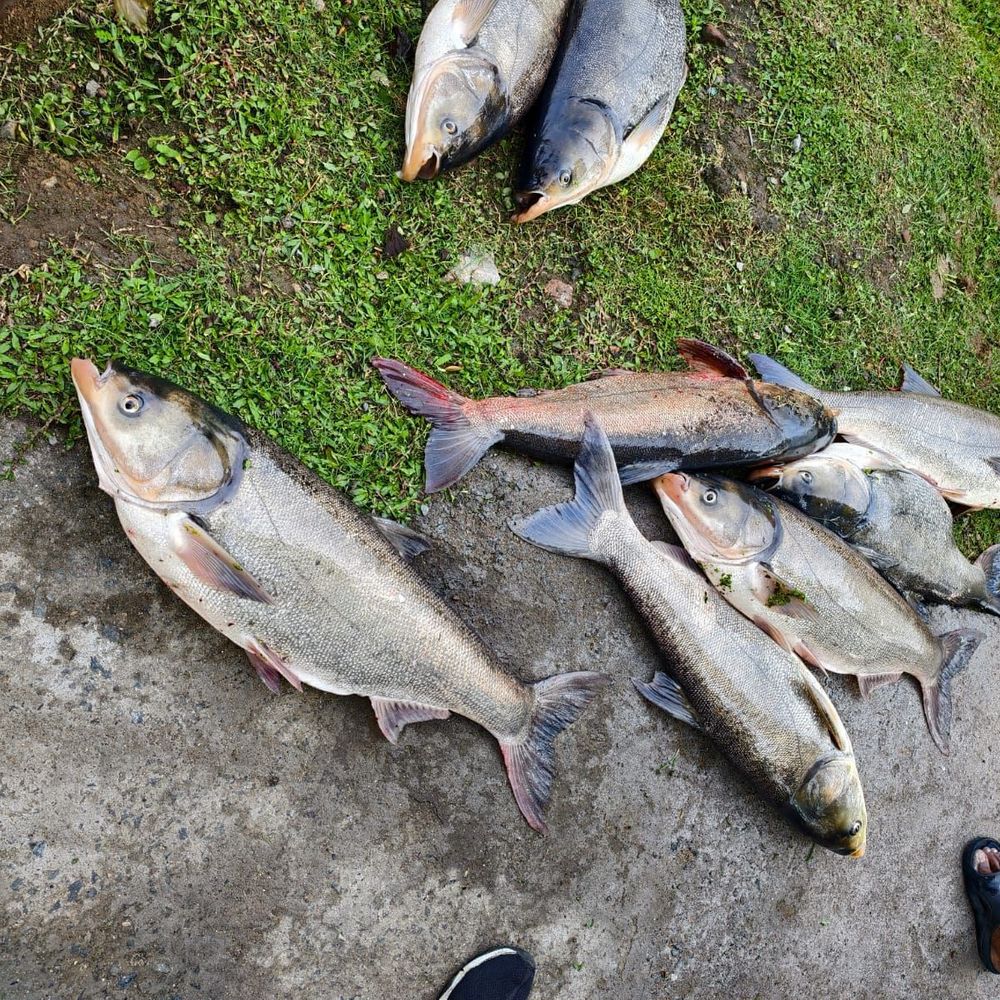 बिष्टुपुर तालाब में हजारों मछलियां मृत मिलीं:शहर में लगातार दूसरी घटना, स्वर्णरेखा नदी में भी मरी थीं मछलियां