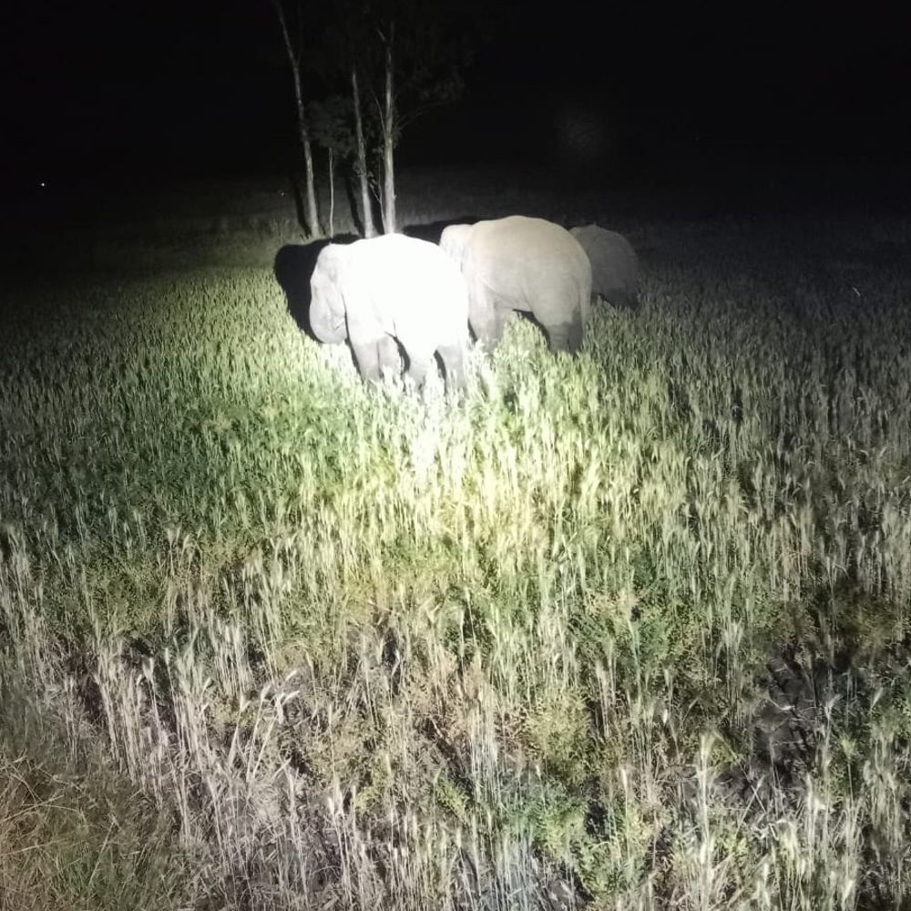 अनूपपुर में चार हाथियों का उत्पात, घरों-फसलों को नुकसान पहुंचाया:जैतहरी और फुनगा परिक्षेत्र के कई गांवों में अलर्ट; वन विभाग कर रहा निगरानी