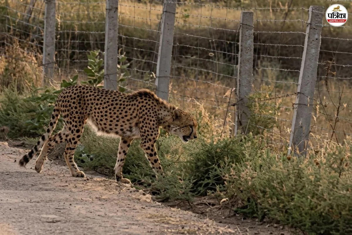 Cheetah KP-2: चम्बल नदी पार कर रणथम्भौर पहुंचा अफ्रीकन चीता केपी-2, गांवों की सड़कों पर घूमता दिखा