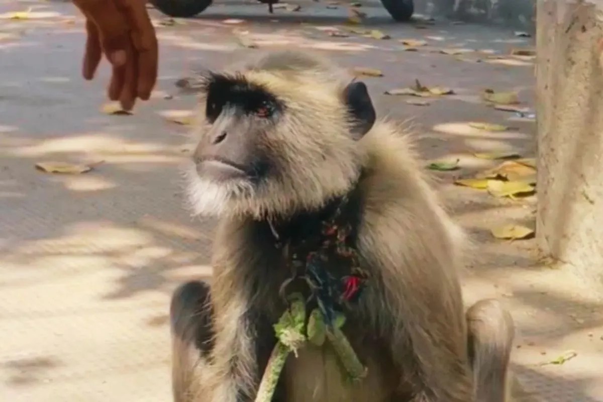 यूपी के इस कॉलेज में ‘गोलू लंगूर’ करता है नौकरी, 12 हजार रुपए मिलती है सैलरी, 9 घंटे देता है ड्यूटी