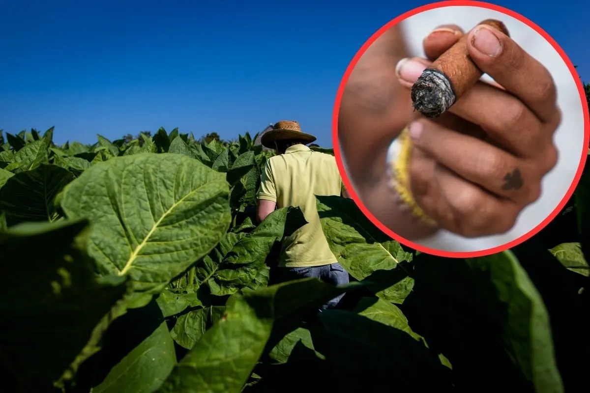 अमेरिका की नाकाबंदी से क्यूबा में गंभीर संकट, क्या खत्म हो जाएगा विश्व प्रसिद्ध सिगार का अस्तित्व?