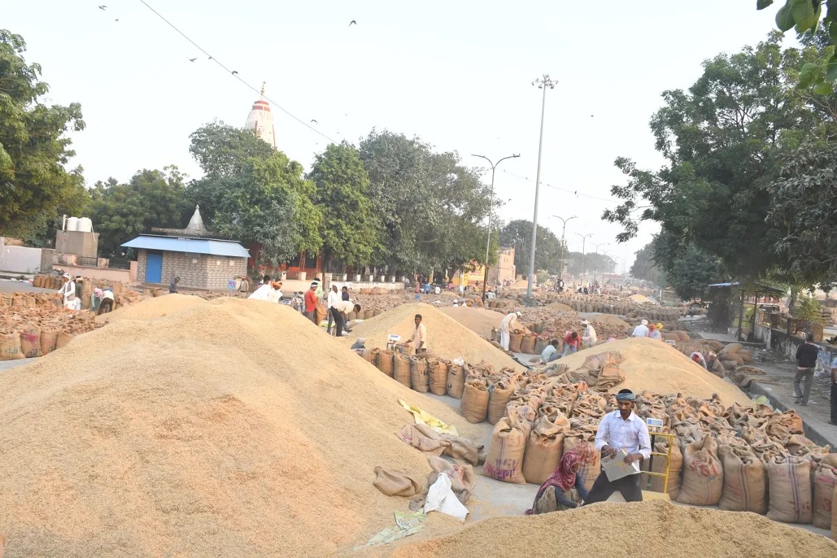 Kota Mandi Bhav : गेहूं में तेजी, सरसों व धनिया मंदा