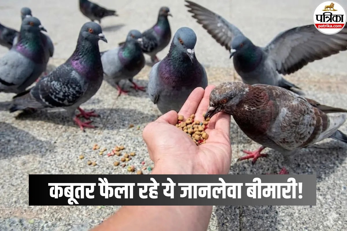 Diseases By Pigeons: कबूतरों को दाना डालना पड़ सकता है भारी! डॉक्टर से जानें गर्मियों में किन बिमारियों का खतरा ज्यादा