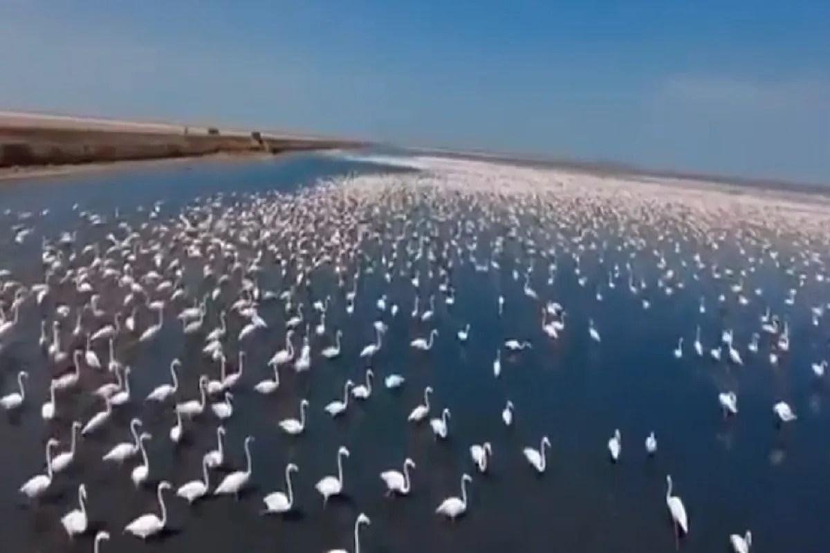 Video News: कच्छ में ‘गुलाबी सैलाब’, हजारों फ्लेमिंगो डाला डेरा