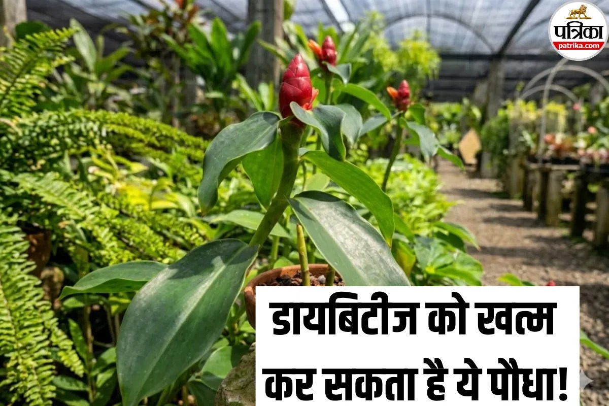 डायबिटीज की महंगी दवाओं से मिल सकता है छुटकारा! जानें Insulin Plant के इस्तेमाल का तरीका