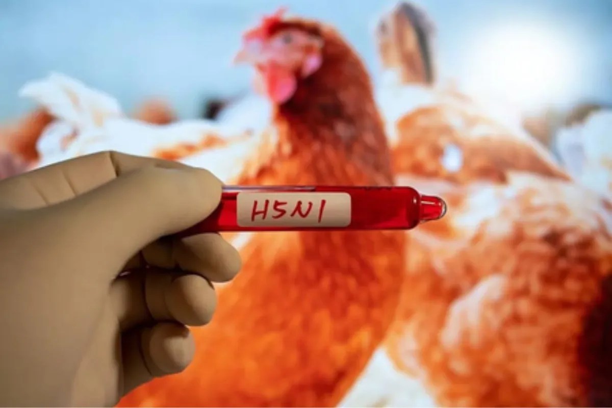 नेपाल में H5N1 वायरस ने मचाया कोहराम, दहशत में लोग