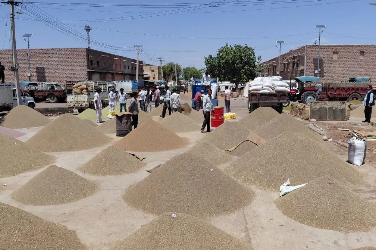 Mandi Bhav: जीरा प्रति क्विंटल चार हजार नीचे गिरा, सौंफ में आई तेजी, गिरते भावों से काश्तकार चिंतित
