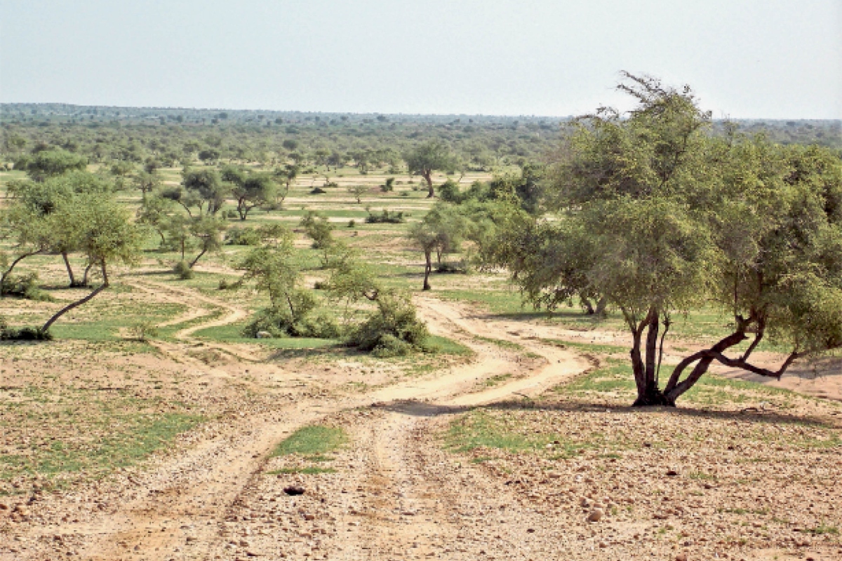 Oran Conservation: ओरण बचाने को राजस्थान सरकार की बड़ी पहल, 3666 हेक्टेयर भूमि आरक्षित