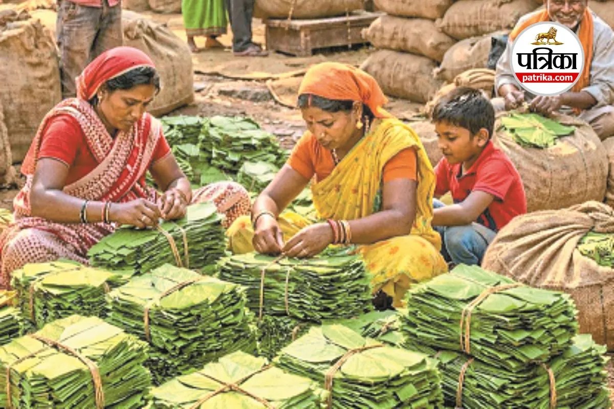 Tendu Leaf Collection: बस्तर में ‘हरा सोना’ संग्रहण शुरू, 1 अरब से ज्यादा आय की उम्मीद