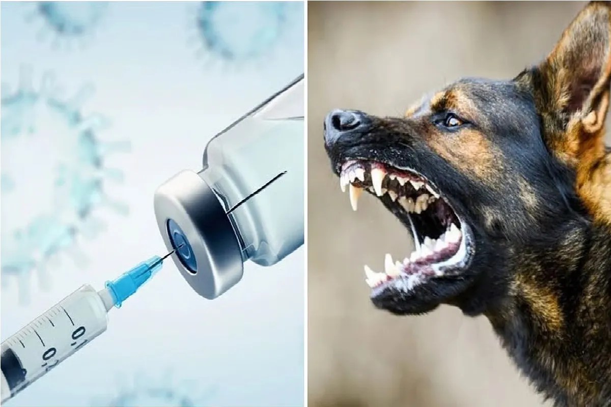 रायपुर में एंटी रैबीज वैक्सीन की किल्लत, मरीजों की बढ़ी परेशानी, पूरा डोज नहीं मिलने से हो रही मौतें