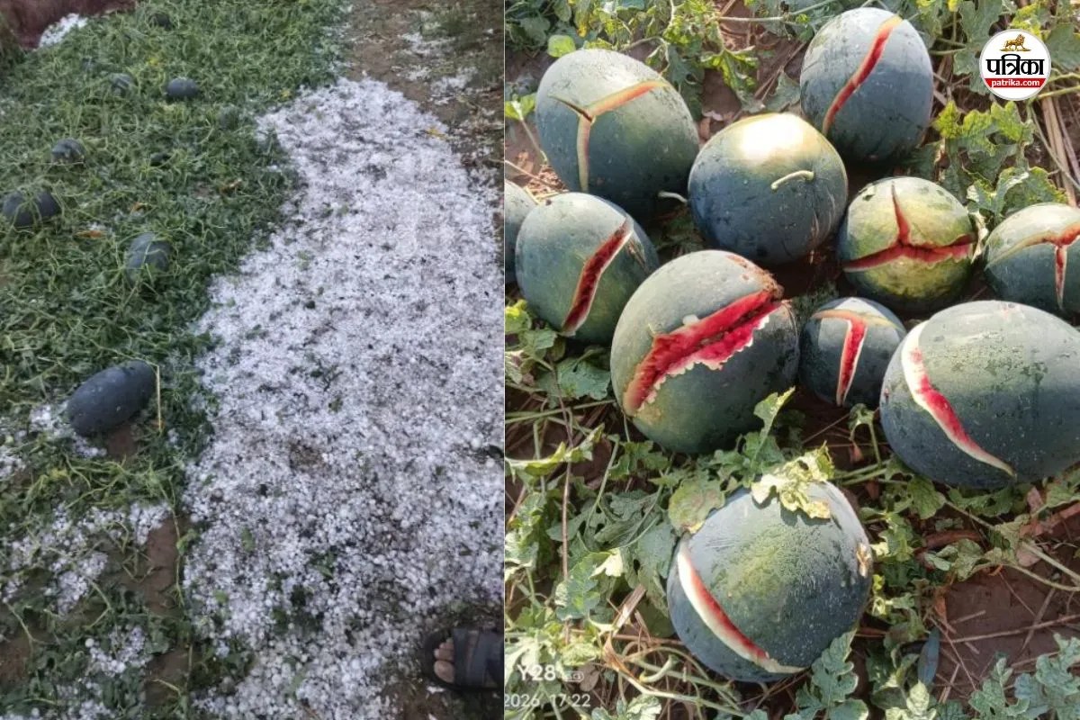 Dausa: खेतों में 12 घंटे बाद भी नहीं पिघले ओले, तरबूज व खरबूजा की बाड़ी तबाह, सौंफ में सबसे ज्यादा नुकसान
