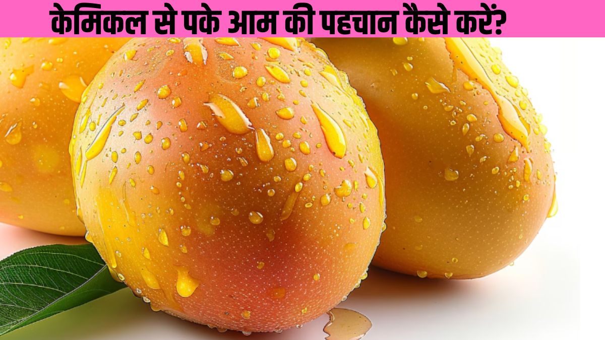 केमिकल से पके आम की पहचान कैसे करें? इस ट्रिक से देखते ही पहचान सकेंगे