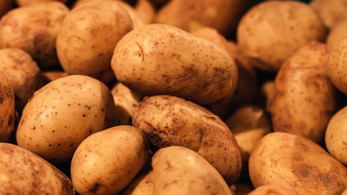 आलू को स्टोर करने का सही तरीका क्या है, गर्मियों में गलेंगे-सड़ेंगे नहीं, कई हफ्तों तक रहेंगे फ्रेश