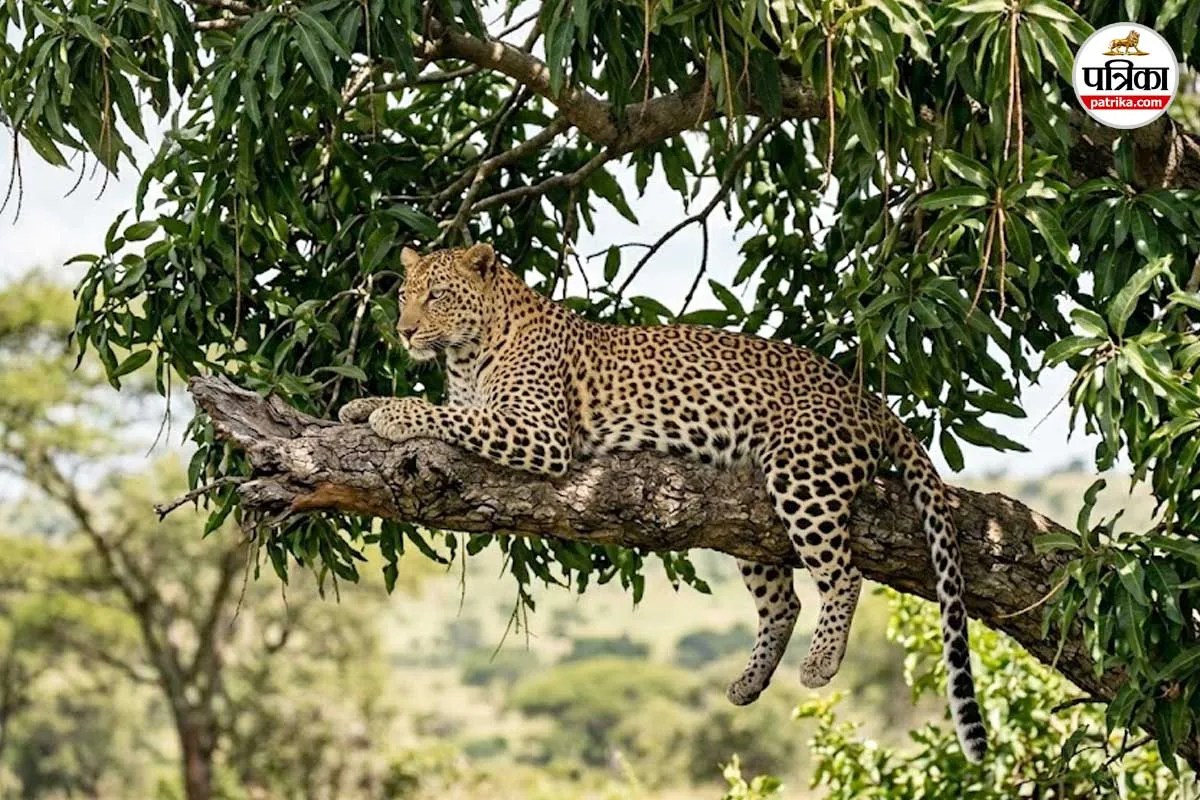 अमरोहा में आम के पेड़ पर दिखा तेंदुआ, गांव में मचा हड़कंप; खेत में घुसने के बाद वन विभाग ने बिछाया जाल
