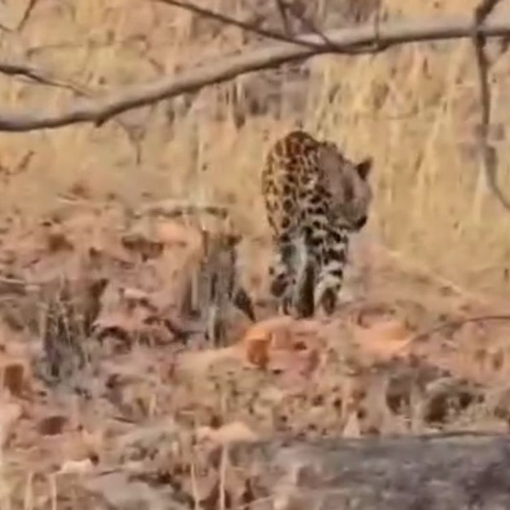 सिवनी में मादा तेंदुआ शावकों संग दिखी:पेंच टाइगर रिजर्व में पर्यटकों ने बनाएं VIDEO