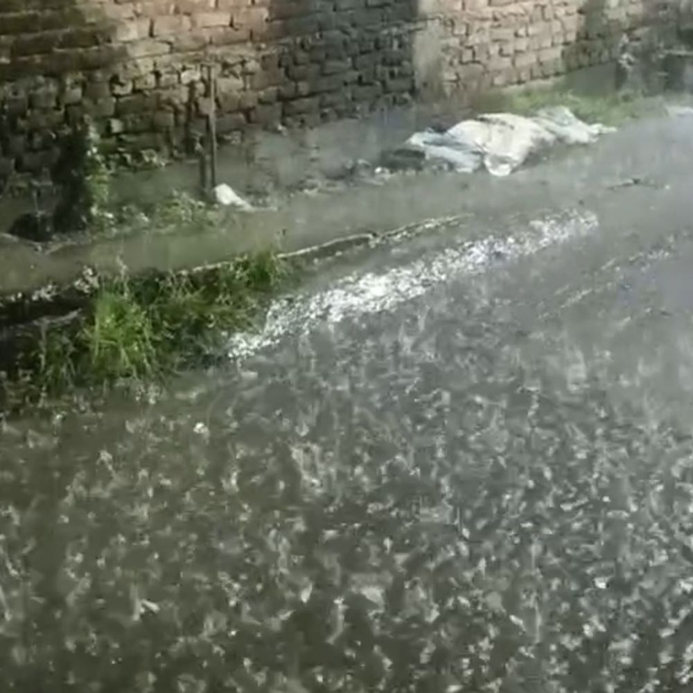 किशनगंज में ठनका गिरने से नारियल का पेड़ जला:आंधी-तूफान के दौरान हादसा, बिजली गिरने से बचाव के लिए जागरूकता कार्यक्रम चलाने की मांग