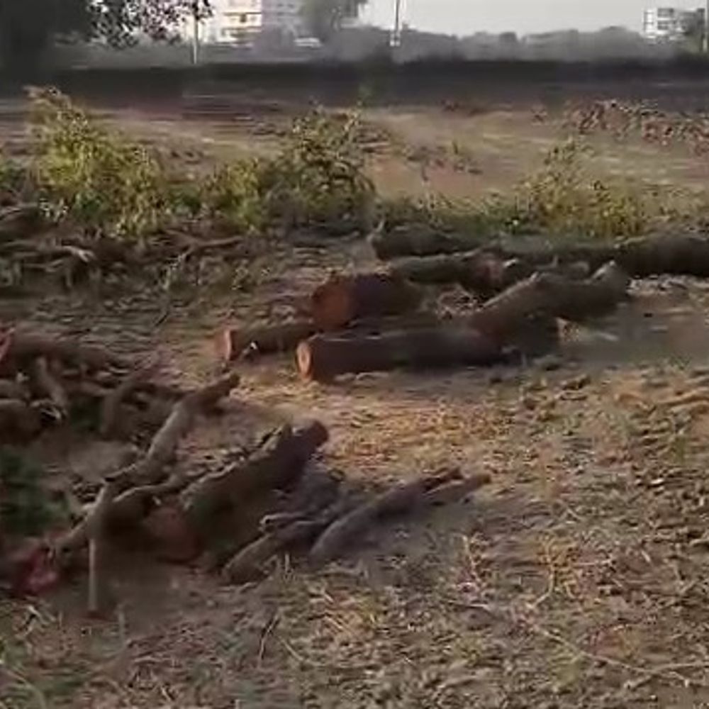 बागपत के अहेड़ा गांव में शीशम काटने का प्रयास:ग्रामीणों के विरोध पर आरोपी फरार, वन विभाग से की शिकायत