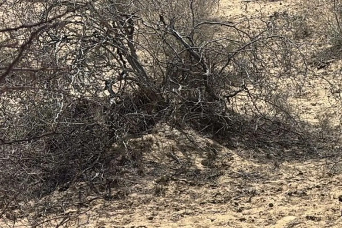 Rajasthan Crime : पत्नी की हत्या कर थाने पहुंचा पति, बोला- साहब मुझसे अपराध हो गया