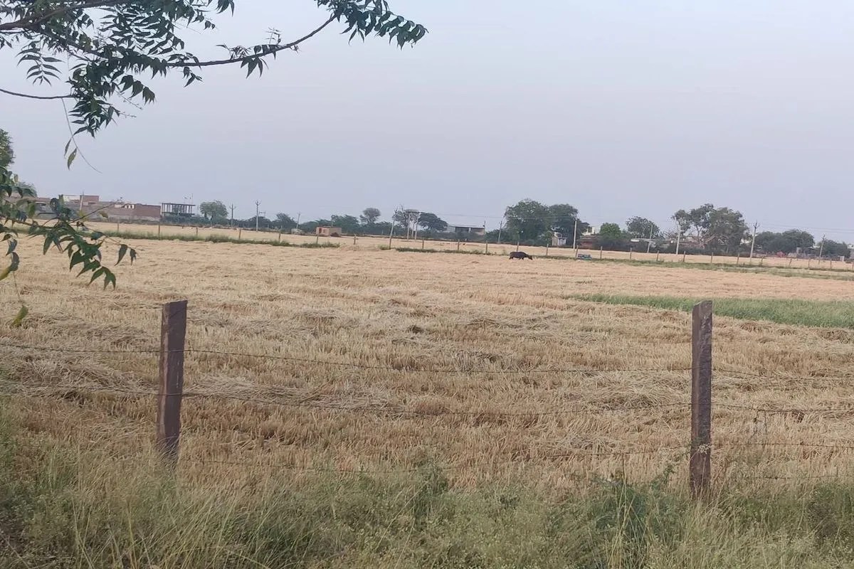 Bundi : खेत में किसानों ने बोया गेहूं, पटवारियों ने पड़त बताया