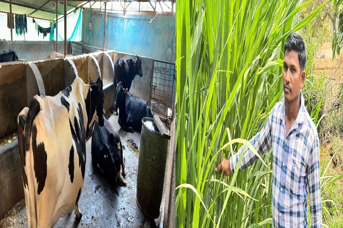 CG News: 6 गायों से शुरू हुआ छत्तीसगढ़ के ललित यादव का डेयरी तक सफर, आज 25 उन्नत पशुओं के साथ लिख रहे सफलता की इबारत