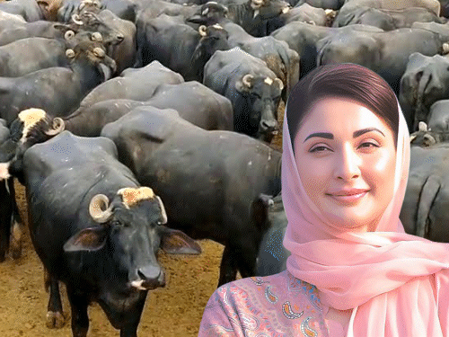 पाकिस्तान में गाय-भैंस पालने पर गोबर टैक्स लगाने की तैयारी:हर पशु पर रोजाना 30 रुपए वसूलेगी सरकार, विपक्ष बोला- यह रेवेन्यू जुटाने का तरीका