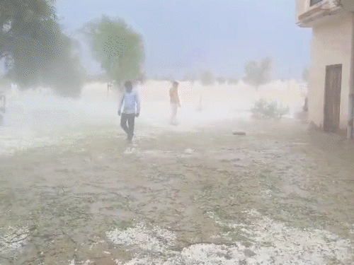 ‘व्यापारी फोन कर रहा, मन करता है सुसाइड कर लूं’:किसान बोले- अब कर्ज कैसे चुकाएंगे, ओलावृष्टि से खेतों में तैयार फसलें बर्बाद हुईं